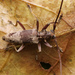 Acalolepta tincturata - Photo no rights reserved, uploaded by Philipp Hoenle