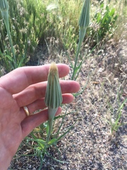 Tragopogon dubius
