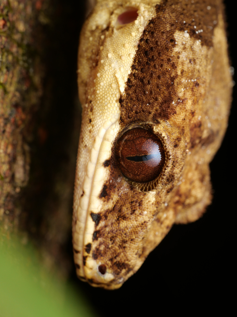King Bent-toed Gecko