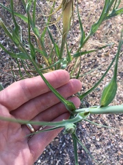 Tragopogon dubius