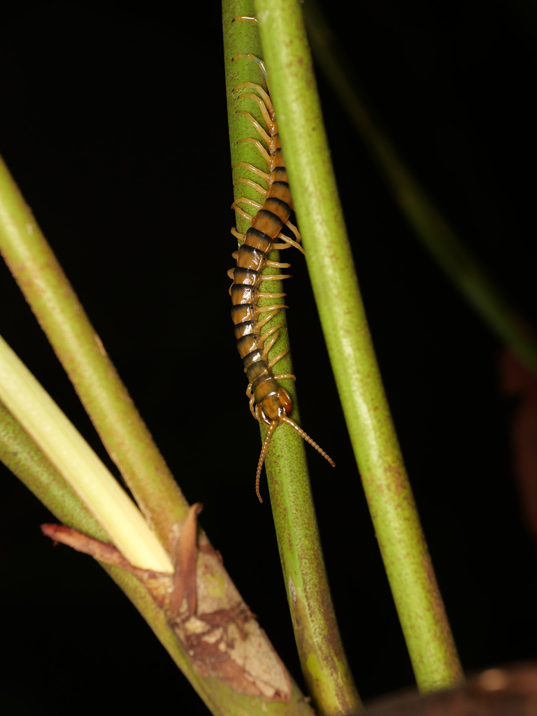 Ethmostigmus arboreus