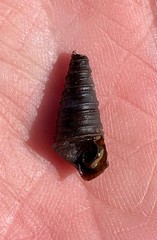 Pleurocera pyrenella