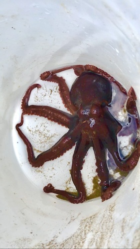 Giant Pacific Octopus photographed in Oregon
