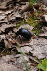 Meloe brevicollis