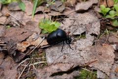 Meloe brevicollis