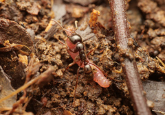 Leptogenys breviceps