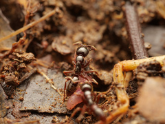 Leptogenys breviceps