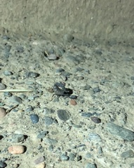 Androctonus liouvillei