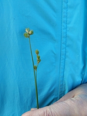 Carex bicknellii