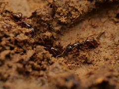 Leptogenys breviceps