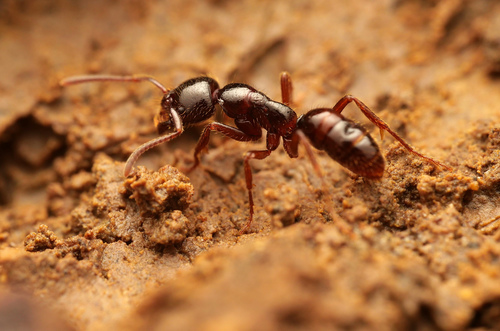 Leptogenys brevicepsLeptogenys breviceps