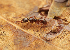 Leptogenys breviceps