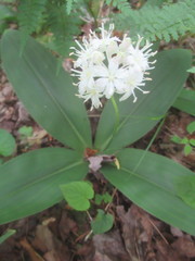 Clintonia umbellulata
