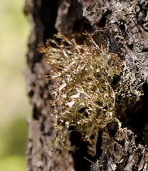 Platismatia stenophylla