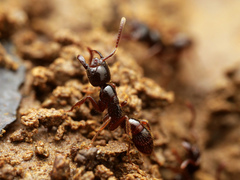 Leptogenys breviceps