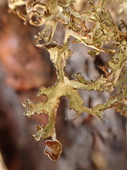 Platismatia stenophylla