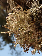 Platismatia stenophylla