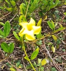 Pentalinon luteum