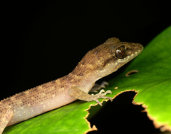Nactus