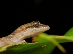 Nactus