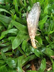 Protohermes costalis