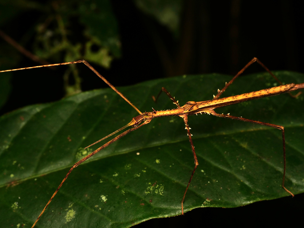 Neopromachus