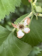 Crataegus succulenta