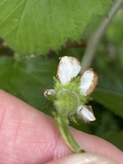 Crataegus succulenta