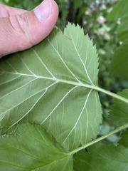 Crataegus succulenta