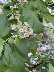 Crataegus succulenta