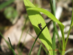 Grapholita interstinctana
