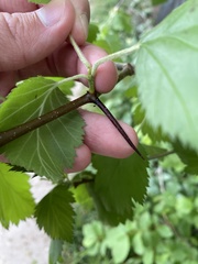 Crataegus succulenta