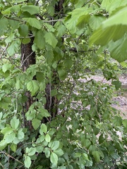 Crataegus succulenta