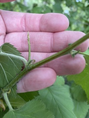 Crataegus succulenta