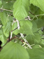 Crataegus succulenta