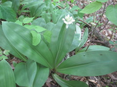 Clintonia umbellulata