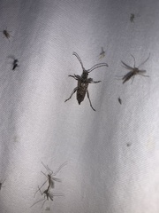 Anthophylax attenuatus