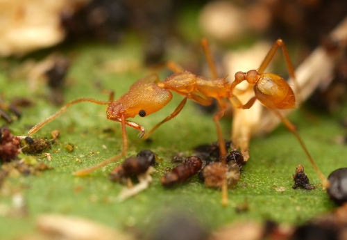 Strumigenys szalayi · iNaturalist