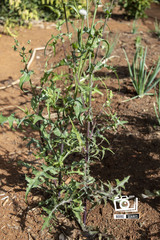 Sonchus oleraceus