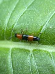 Languria trifasciata