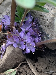 Hydrophyllum alpestre