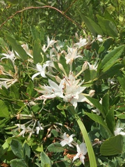 Rhododendron viscosum