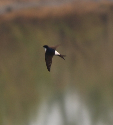 Siberian House Martin (Delichon lagopodum), photo 9