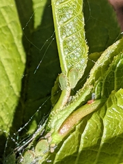 Rhopalosiphina