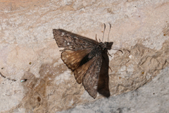 Erynnis telemachus