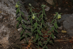Lithospermum viride