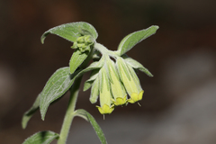 Lithospermum viride
