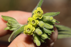 Lithospermum viride