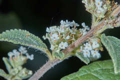 Lippia origanoides