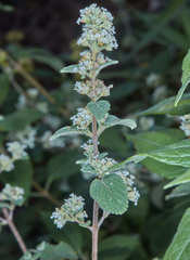 Lippia origanoides